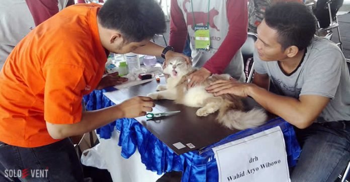 KOMUNITAS PECINTA KUCING SOLO ADAKAN POSYANDU KUCING